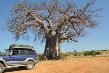 Tansania (Ruaha National Park)